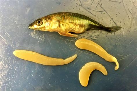 Fish with some types of parasites